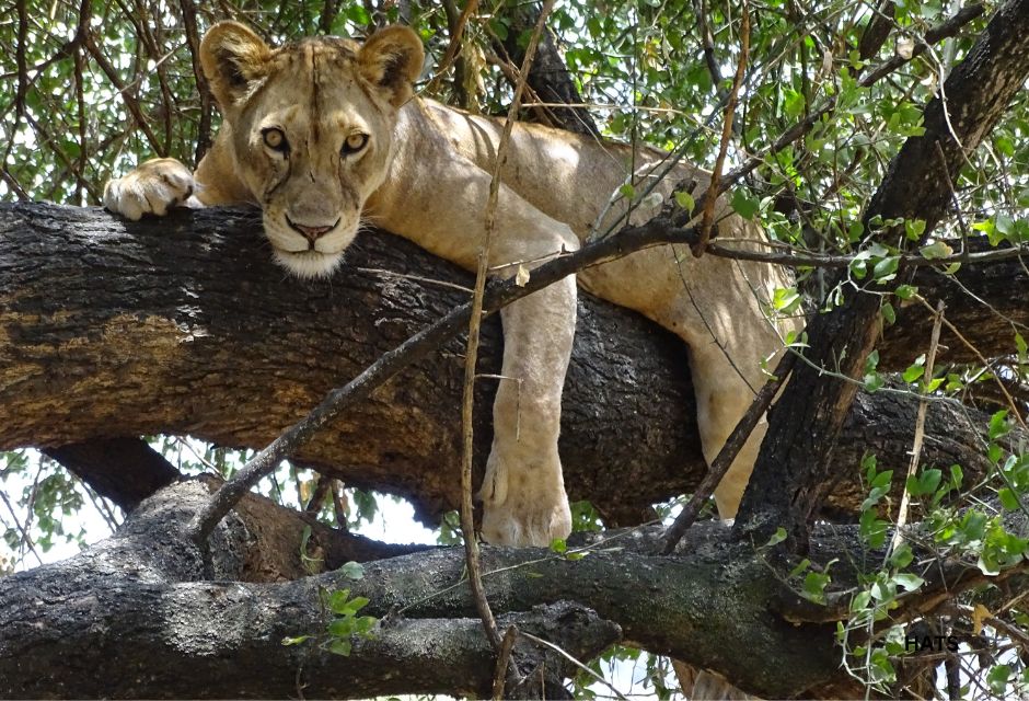 A lion laying in a tree in Lake Manyara.