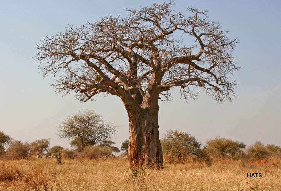 Baobab Tree in Tarangire National Park