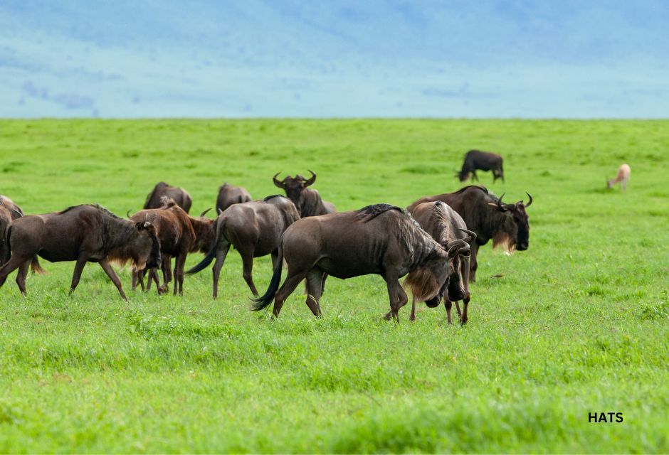 Blue Wildebeests (Connochaetes taurinus) grazing in Ngorongoro crater, Tanazania