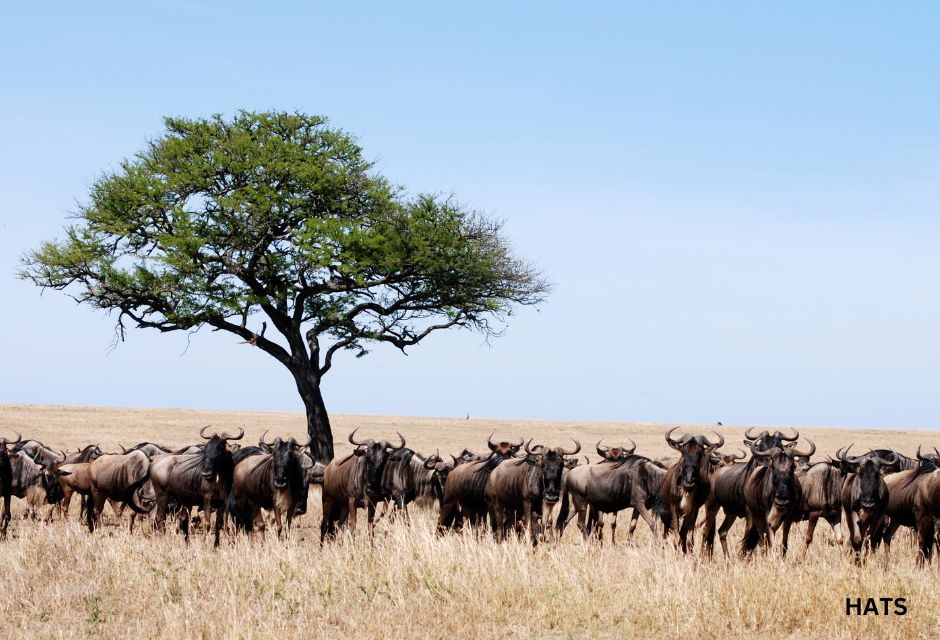 Blue wildebeest migration in Serengeti National Park