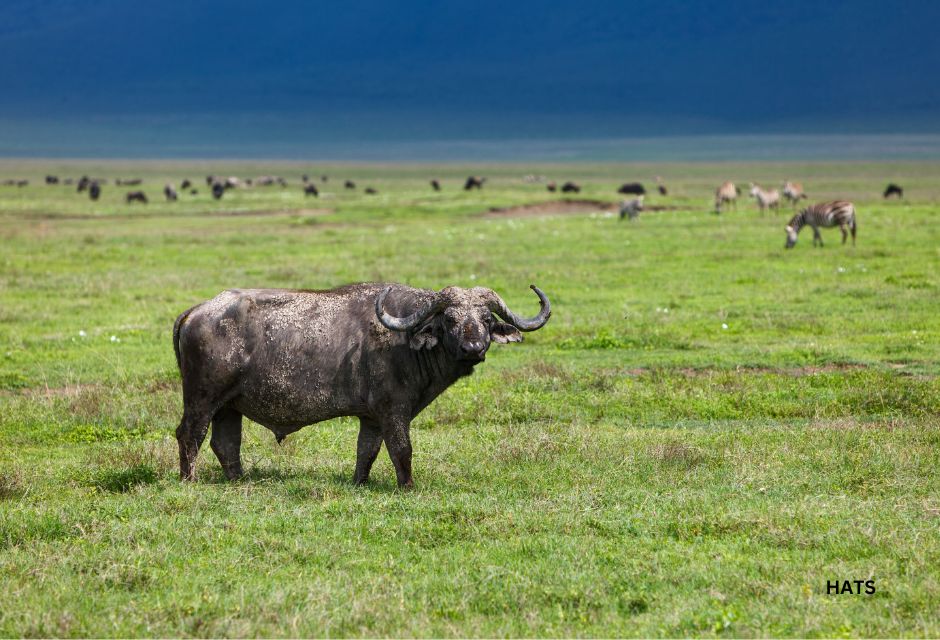 Buffalo in Ngorongoro Crater Tanzania