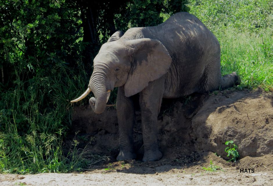 Elephant in the Ruaha National Park