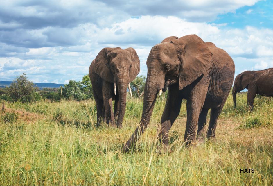 Elephants In Tarangire National Park