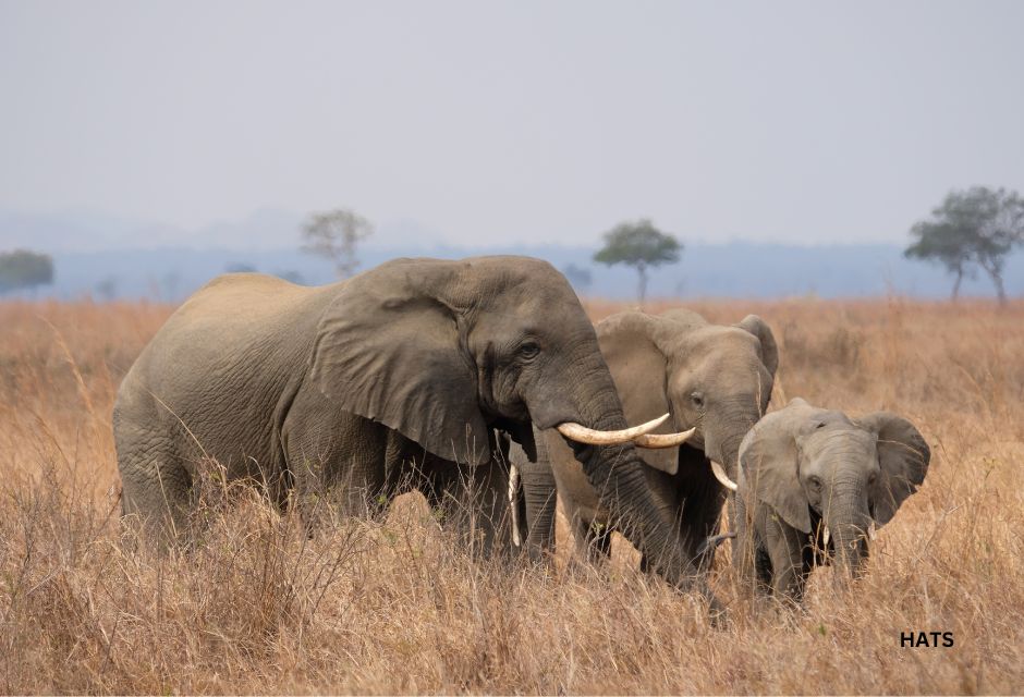 Elephants Mikumi National Park Tanzania