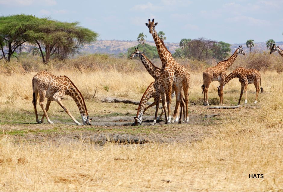 Giraffes in Ruaha National Park finding water to drink.