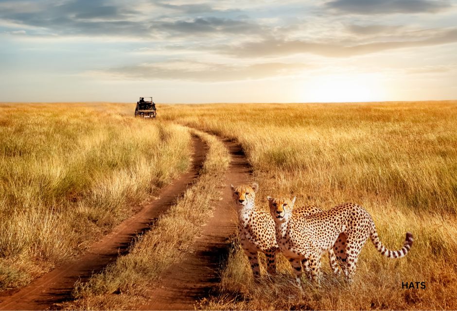 Group of cheetah in the Serengeti National Park on a sunset background. Wildlife natural image. African safari.