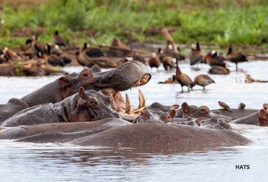 Hippos at Lake Manyara National Park, Tanzania