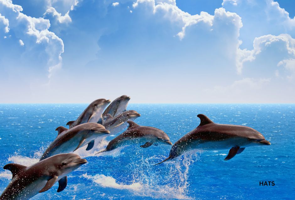 Jumping dolphins