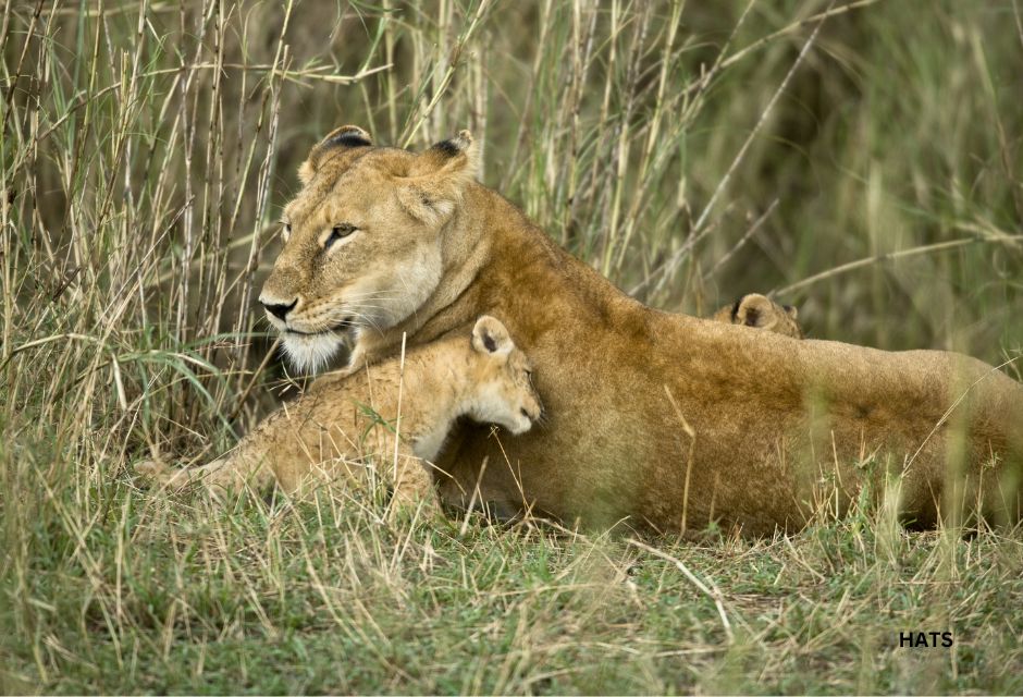 Lioness and Her Cub, Serengeti National Park, Serengeti, Tanzani