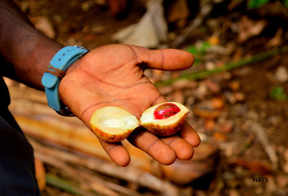 Nutmeg Spice Pod - Fresh