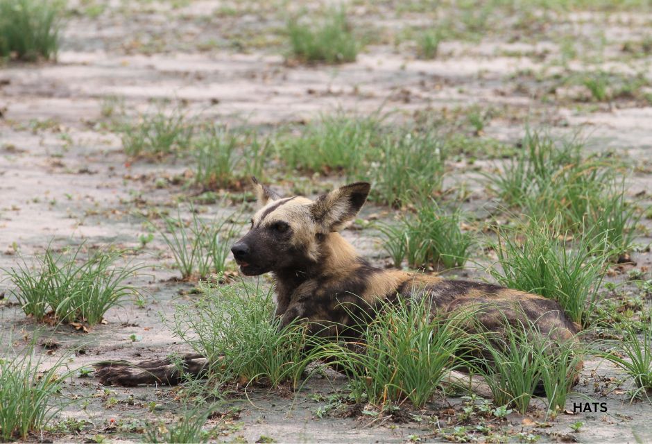 Selous National Park, Tanzania