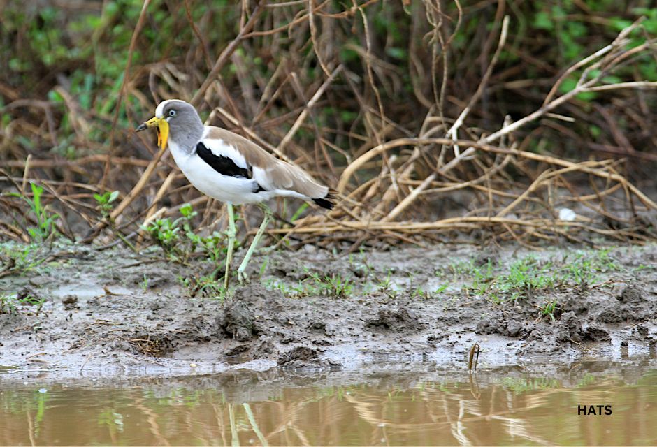 Selous National Park, Tanzania