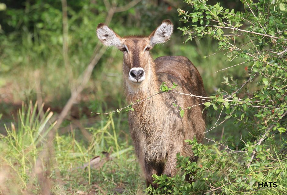 Selous National Park, Tanzania