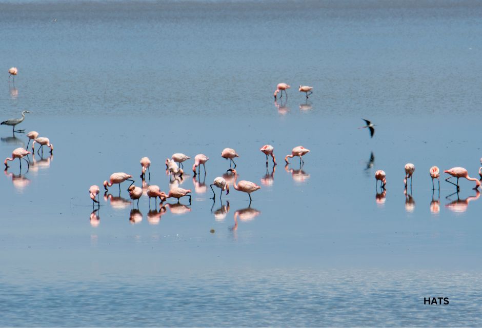 The Lesser flamingo, Lake Manyara national park, Tanzania