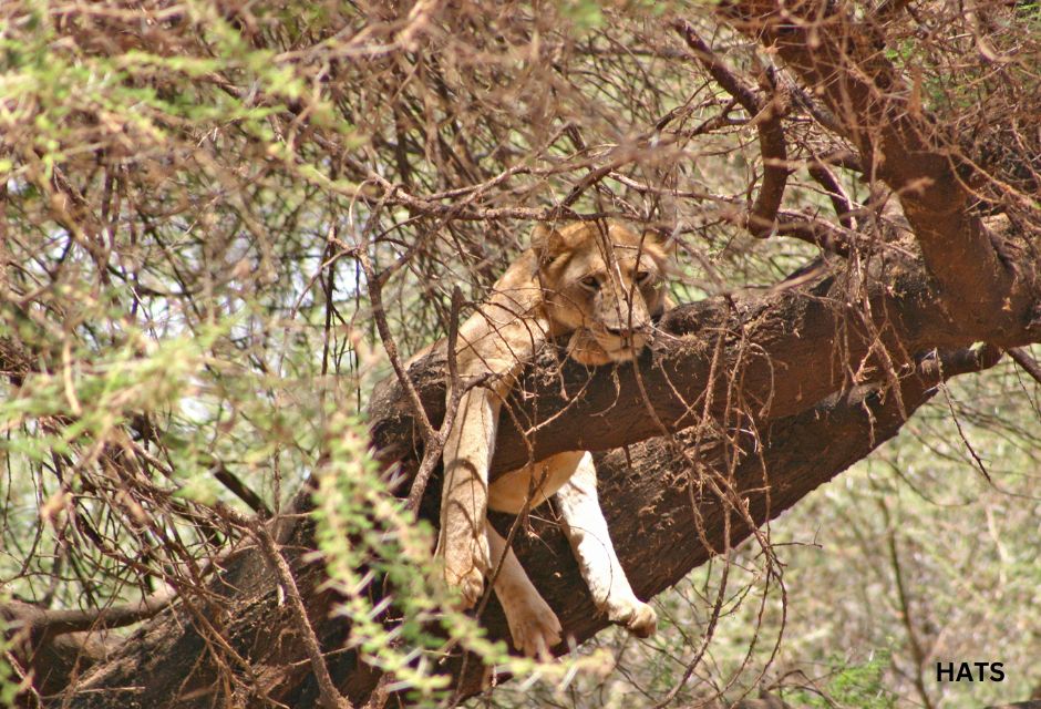 Tree Climbing Lion of Lake Manyara