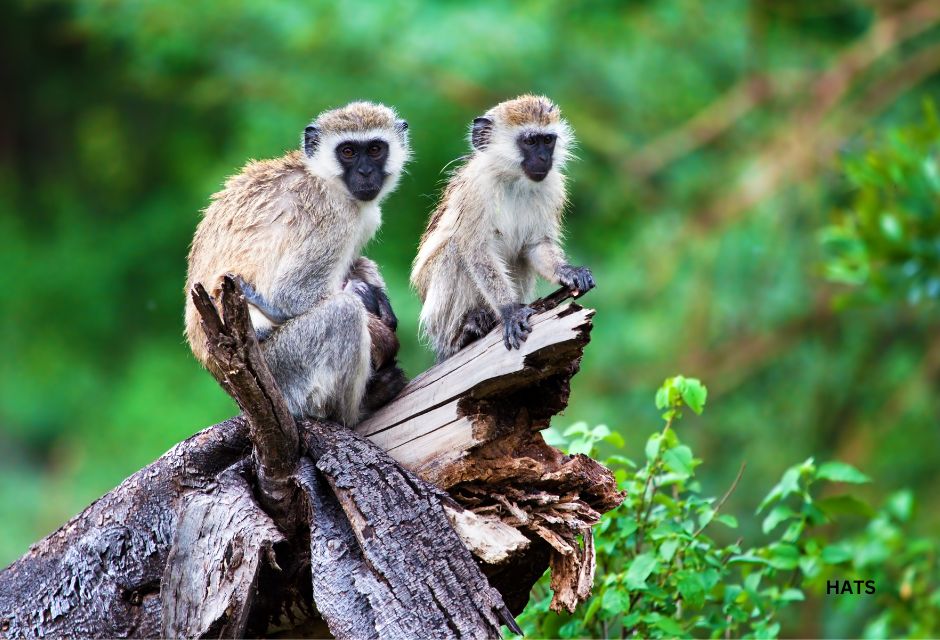 Vervet Monkey Lake Manyara