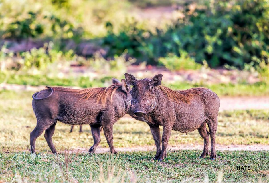 Warthogs at Lake Manyara National Park