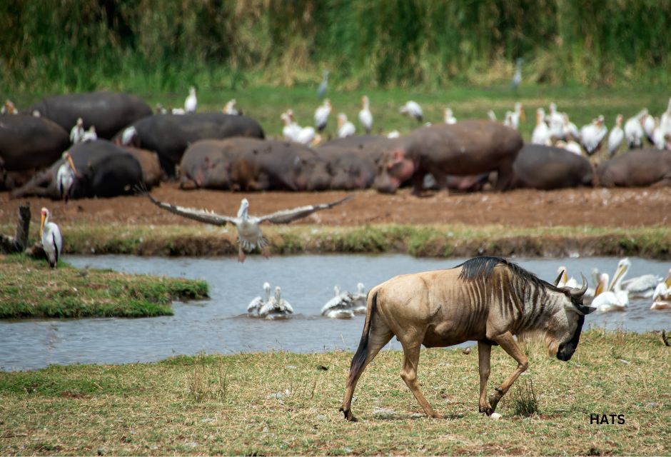 Wetland of Lake Manyara National Park