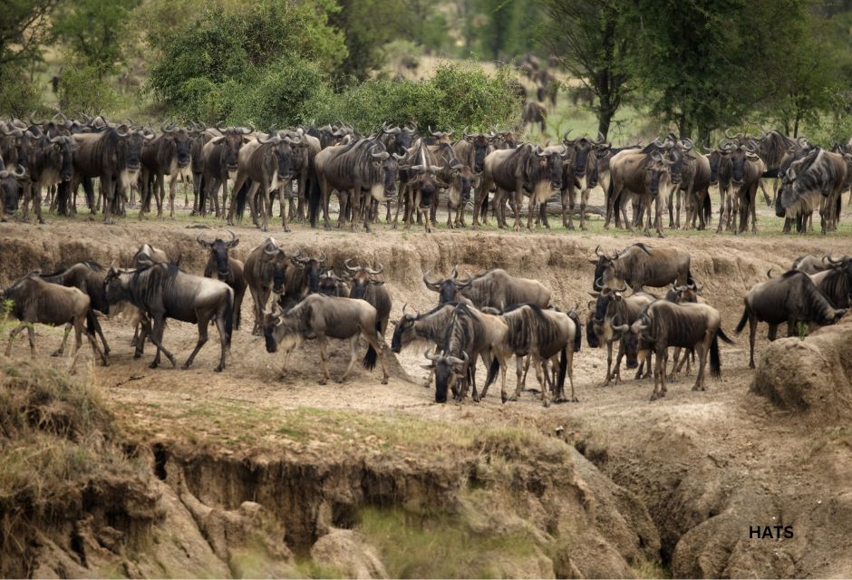 Wildebeest, Serengeti National Park, Serengeti, Tanzania, Africa