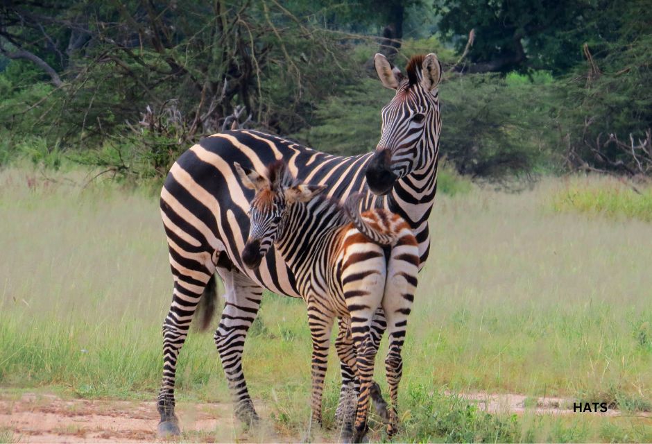 Zebra in the Ruaha National Park