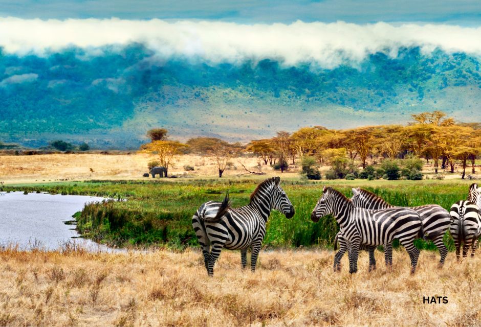 Zebras of Ngorongoro crater