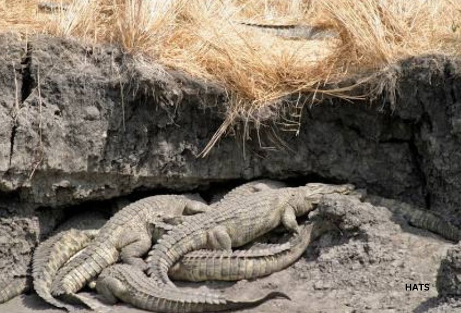 crocodiles in Katavi national park