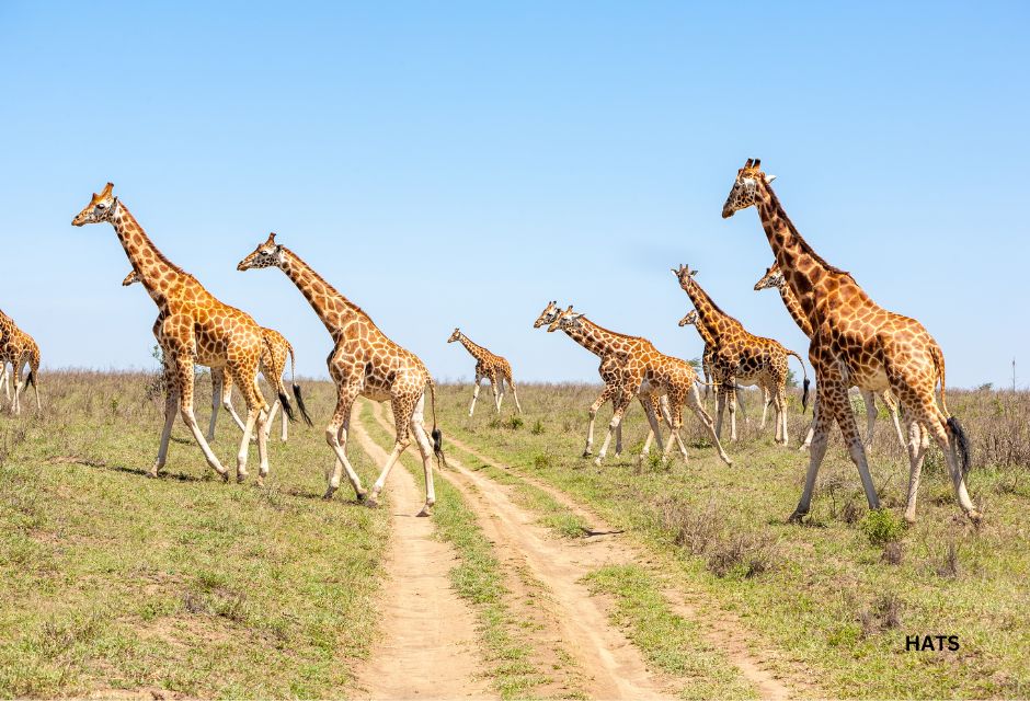 giraffes in Serengeti