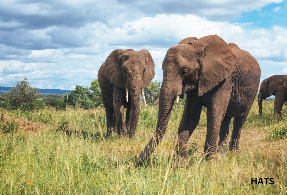 Elephants In Tarangire National Park