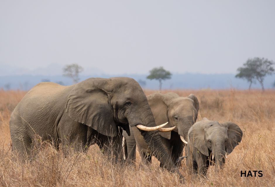 Elephants Mikumi National Park Tanzania