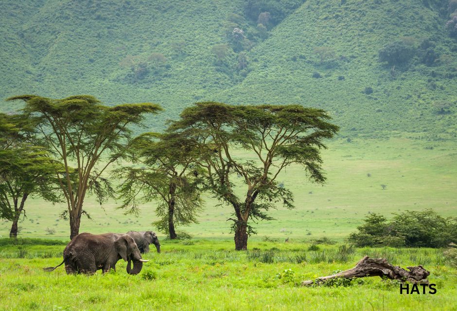 Elephants in Ngorongoro Crater