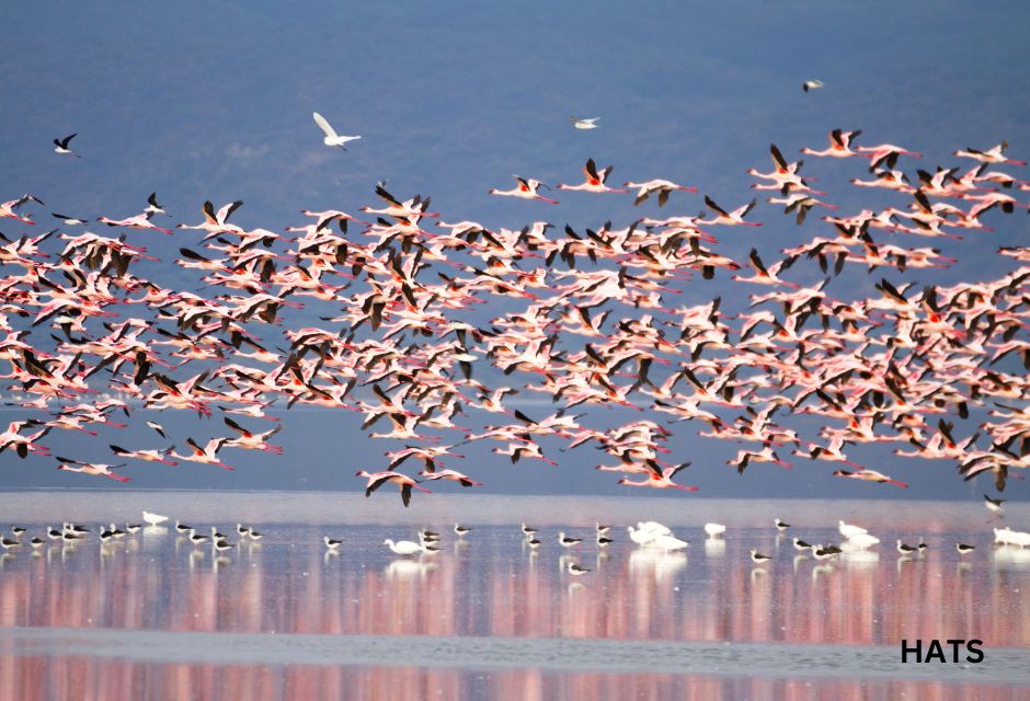 Flock of pink flamingos from Lake Manyara, Tanzania