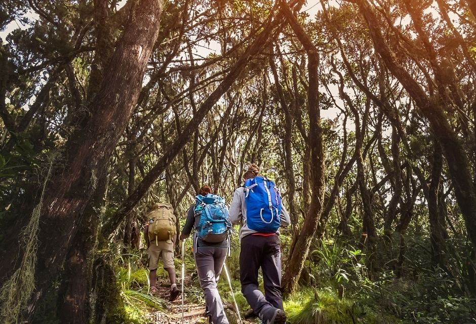 Mother with son backpackers climbing with backpacks using trekking poles Kilimanjaro summit. Foresty Second-day Umbwe route. Active climbing people concept.