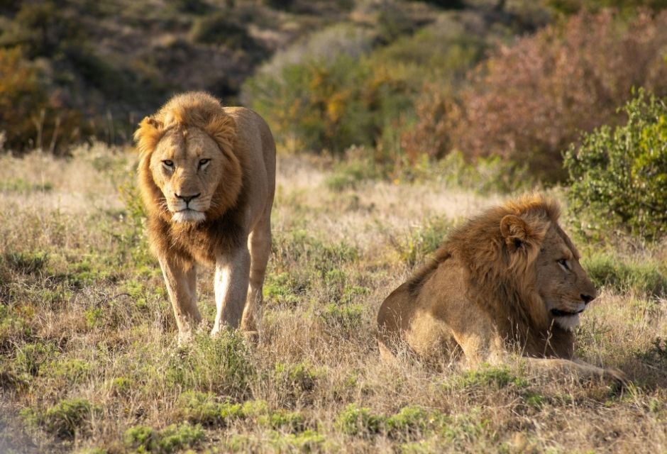 lion selous