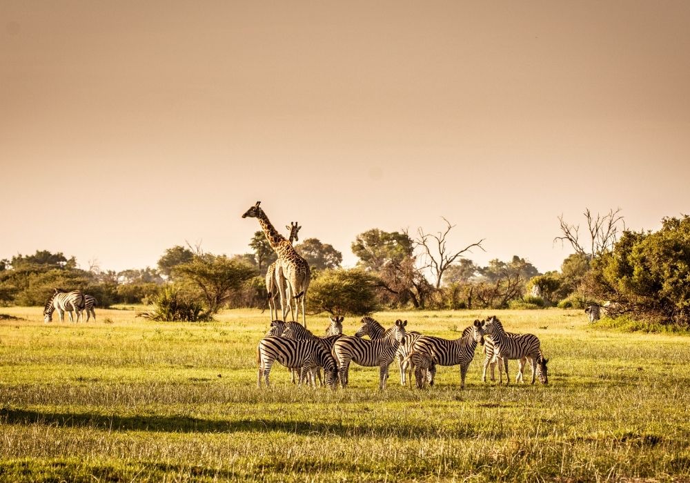 Students observing wildlife in a safari vehicle.